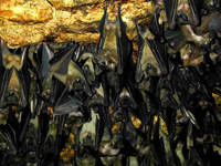 غار خفاش ها