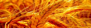 میزان تولید گندم 2.5 میلیون تن افزون بر نیاز کشور است