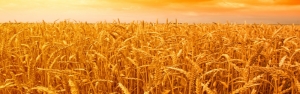 مجری طرح گندم: خودکفایی گندم برای چهارمین سال متوالی/ تولید گندم به ۱۴ میلیون تن می‌رسد