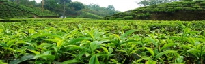 خرید تضمینی ۴۳ هزار تن برگ سبز چای/اختصاص ۵۰ میلیارد تومان از سوی دولت