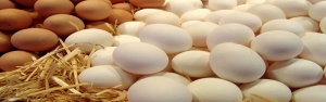مدیرعامل اتحادیه سراسری مرغ تخمگذار: ۲۰ هزار تن تخم‌مرغ صادر شد