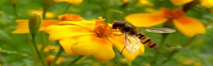 راه‌اندازی سرویس جدید آزمون بیماری زنبورعسل/ شناسایی بیماری و پرورش زنبورهای سالم