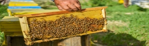 صدور شناسنامه الکترونیکی برای زنبورداران در آینده نزدیک