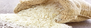 برداشت برنج از اوایل هفته آینده آغاز می‌شود/ پیش‌بینی افزایش تولید ۵۰۰ هزار تن شلتوک