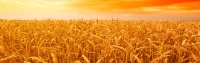 خرید تضمینی ۵۶۷ هزارتن گندم و کلزا در استان‌های جنوبی کشور