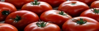 خرید توافقی 45 هزار تن گوجه فرنگی از کشاورزان