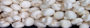 سالانه یک هزار تن قارچ خوراکی در استان زنجان تولید می شود