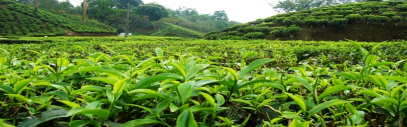 خرید بیش از ۱۴ هزار تن برگ سبز چای در کشور