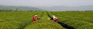 پرداخت 293 میلیارد تومان از مطالبات چایکاران / رشد ۱۱ درصدی تولید چای ایرانی