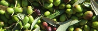 تولید ۱۰۰ هزارتن میوه زیتون در سال جاری