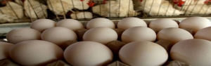 عقب‌گرد قیمت مرغ و پیشتازی تخم‌مرغ در بازار