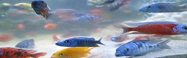 تولید ماهیان زینتی در کشور به 400 میلیون قطعه می‌رسد