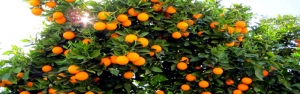 تولید سالانه ۲۰ میلیون تن انواع میوه در باغات کشور