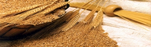 ۱۰۰ درصد بذر اصلاح‌شده گندم و جو در داخل تولید می‌شود
