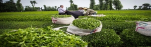 پرداخت ۸۱۳ میلیارد تومان پول چایکاران/ تولید بیش از ۱۱۶ هزار تن برگ سبز چای