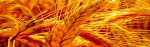 تولید ۱۲ میلیون تن گندم در سال زراعی جاری