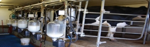 تولید حدود ۲ میلیون تن شیر گاو در بهار ۹۹