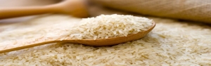 آغاز سقوط قیمت برنج با شروع برداشت/ افزایش هشت تا ۱۱ درصدی تولید برنج