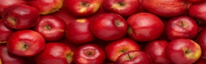 ۳۲۰ هزار تن سیب در سردخانه‌های کشور موجود است
