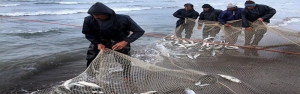 صید ۹ هزار و ۷۱۴ تن انواع ماهیان استخوانی در دریای خزر