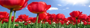 ثبت جهانی نخستین گل لاله به نام ایران/ تولید سالانه ۲۵ میلیون شاخه گل لاله در استان البرز