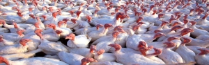 ایران به زودی صادرکننده گوشت بوقلمون می شود/ تمامی نیاز کشور به بوقلمون از طریق واحدهای مرغ مادر تامین می شود