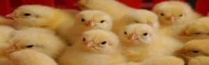 مرغداران برای تامین بازارعید، جوجه ریزی را 14درصد افزایش دادند