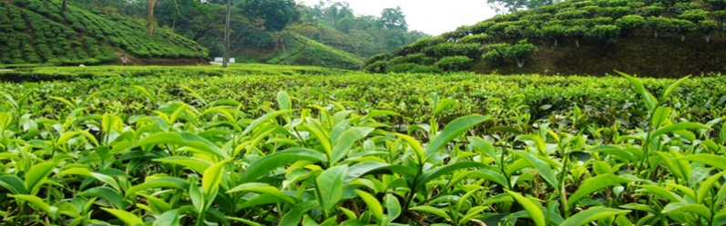 تولید 150 هزار تن برگ چای سبز در سال‌جاری