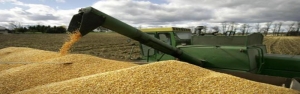 بیش از 1.6 میلیون تن گندم کشاورزان خریداری شد