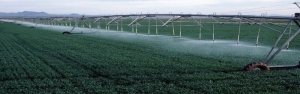 1.2 میلیارد مترمکعب آب کشاورزی امسال صرفه جویی شد