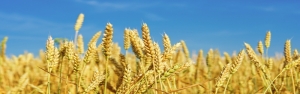 خرید تضمینی گندم با قیمت هر کیلوگرم ۴ هزار تومان آغاز شده است