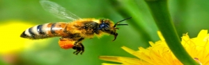 نخستین جشن روز جهانی زنبورعسل در ایران برگزار شد
