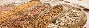 کشت دیم دانه‌های روغنی در کشور سه برابر شده است