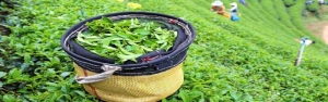 تولید 135 هزار تن برگ سبز چای در سال جاری
