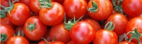 ۳۲۰ هزارتن گوجه فرنگی به صورت حمایتی خریداری شد