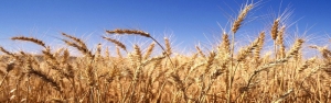 مجری طرح گندم وزارت جهاد کشاورزی: ۱۳.۳ میلیون تن گندم در کشور تولید شد