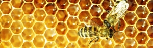 ایران جایگاه سوم تولید عسل در جهان را دارد/ وجود فرآورده‌های ارزآورتر از زعفران در عسل