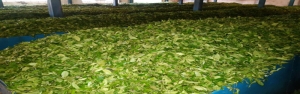 خرید ۱۲۸ هزار تن برگ سبز چای و پرداخت ۱۴۵ میلیارد تومان از مطالبات/ اختصاص تسهیلات برای ۱۳۰۰ هکتار آبیاری تحت فشار در باغ‌های چای