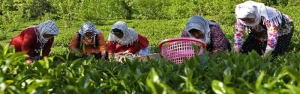 رییس سازمان چای خبر داد/ افزایش بیش از 50 درصدی درآمد چایکاران