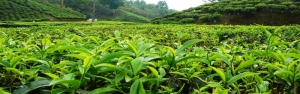 تولید برگ سبز چای 43 درصد افزایش یافت
